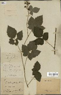 spécimen de Rubus nemorosus