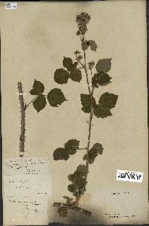 spécimen de Rubus nemorosus