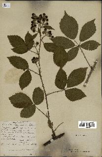 spécimen de Rubus villicaulis