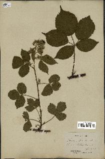 spécimen de Rubus villicaulis