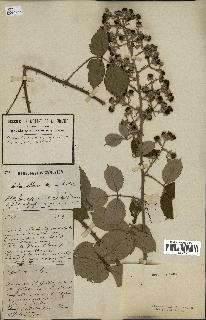 spécimen de Rubus villicaulis