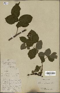 spécimen de Rubus villicaulis