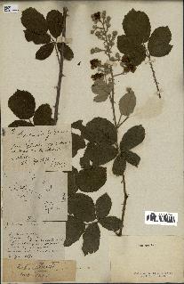 spécimen de Rubus vulgaris