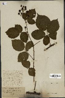 spécimen de Rubus vulgaris