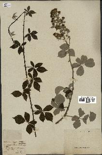 spécimen de Rubus vulgaris