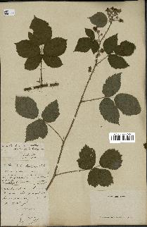 spécimen de Rubus wahlbergii