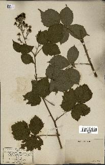 spécimen de Rubus grossus