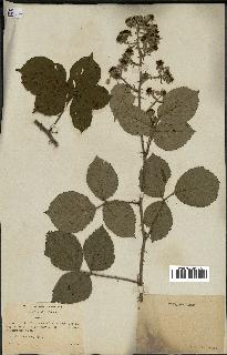 spécimen de Rubus vulnerificus