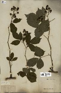 spécimen de Rubus sp.