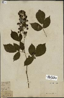 spécimen de Rubus sp.