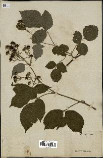 spécimen de Rubus sp.
