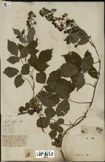 spécimen de Rubus sp.