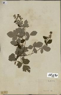 spécimen de Rubus sp.
