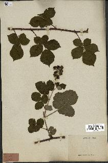 spécimen de Rubus sp.