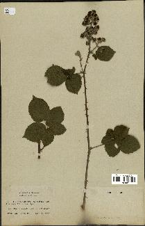 spécimen de Rubus dilatatus