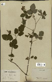 spécimen de Rubus deltoideus