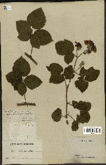 spécimen de Rubus deltoideus