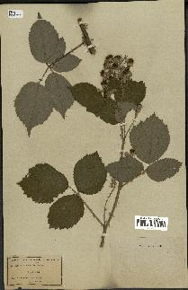 spécimen de Rubus deltoideus