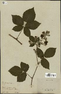 spécimen de Rubus cuspidatus