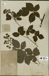 spécimen de Rubus cuspidatus