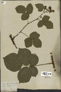 spécimen de Rubus corylifolius