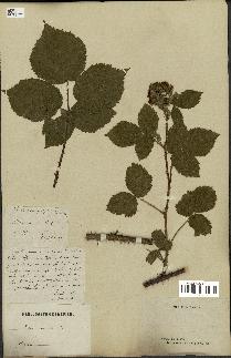 spécimen de Rubus corylifolius