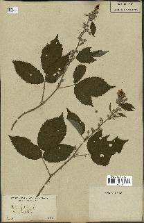 spécimen de Rubus corylifolius