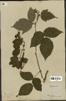 spécimen de Rubus corylifolius