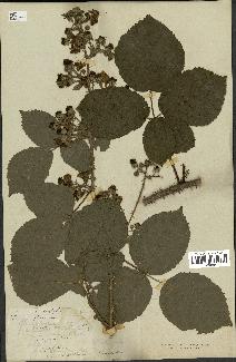 spécimen de Rubus corylifolius