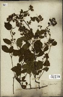 spécimen de Rubus corylifolius