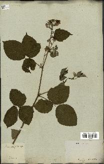 spécimen de Rubus corylifolius