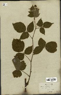 spécimen de Rubus corylifolius