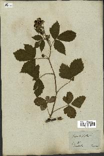 spécimen de Rubus corylifolius