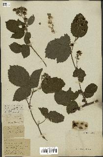 spécimen de Rubus corylifolius