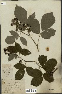 spécimen de Rubus corylifolius