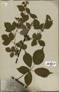 spécimen de Rubus constrictus