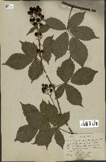spécimen de Rubus constrictus