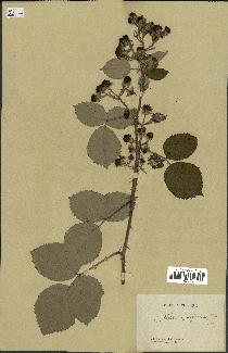 spécimen de Rubus conspicuus