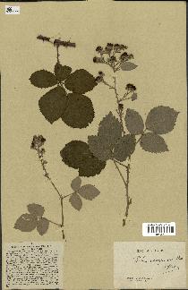 spécimen de Rubus conspicuus