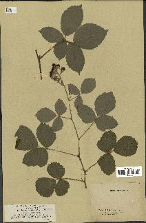 spécimen de Rubus conspicuus