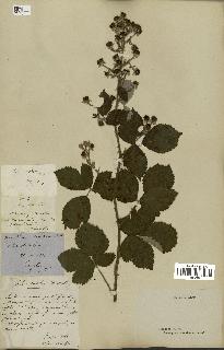 spécimen de Rubus conspicuus