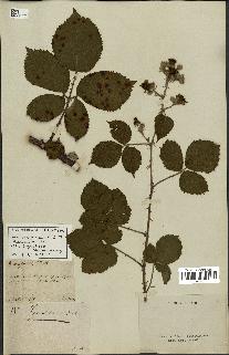 spécimen de Rubus conspicuus