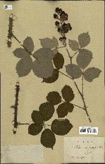 spécimen de Rubus conspicuus