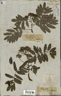 spécimen de Sorbus domestica