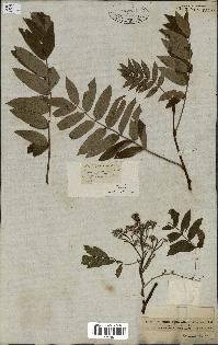 spécimen de Sorbus domestica