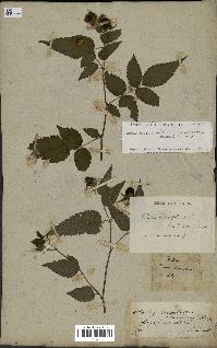 spécimen de Rubus rosifolius