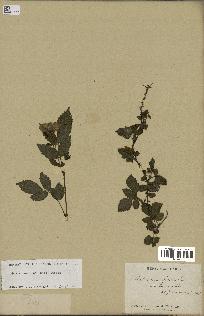 spécimen de Rubus rosifolius