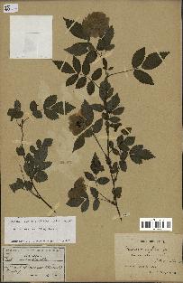 spécimen de Rubus rosifolius