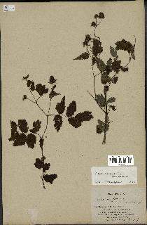 spécimen de Rubus rosifolius