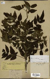 spécimen de Rubus rosifolius